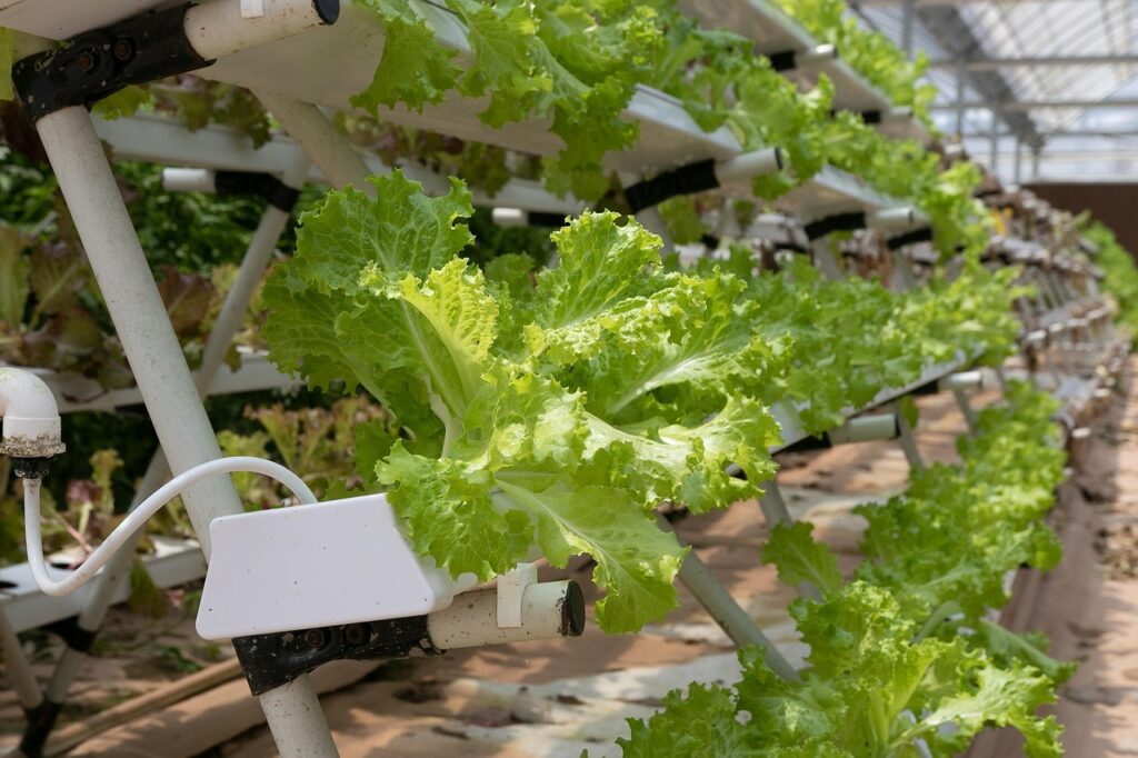hydroponics-4255403_1280
